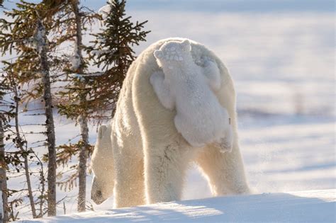 Polar Bears Image, Canada | National Geographic Your Shot Photo of the Day