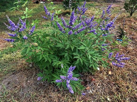 Vitex agnus-castus 'Shoal Creek'. Grows to be a small tree up to 15' tall and wide with fragrant ...