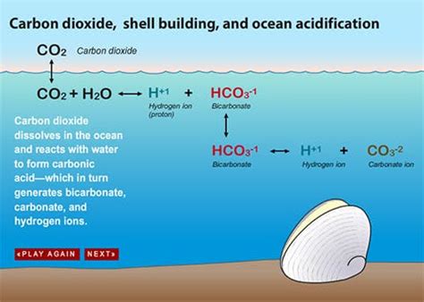 Ocean acidification could destroy shelled animals by 2030