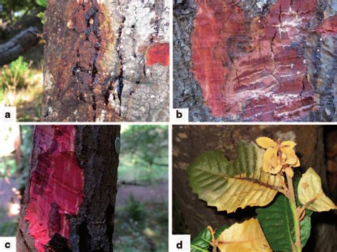 4 Symptoms of Phytophthora ramorum infection causing sap bleeding (a)... | Download Scientific ...