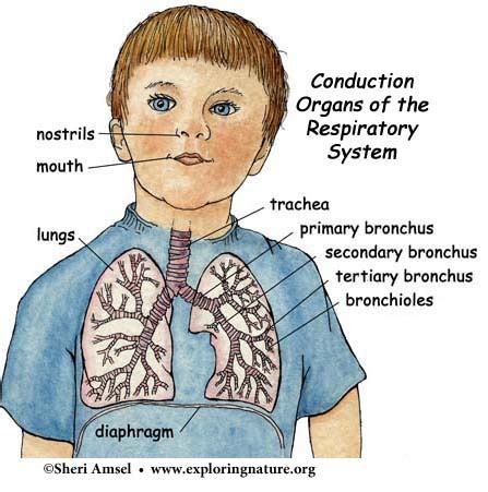 Nose, Pharynx, Larynx, Trachea, Bronchi, Bronchioles (Conduction Zone)