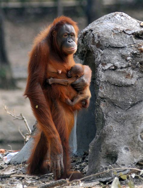 Cadbury bars leave orangutans on ‘brink of extinction’ thanks to ...