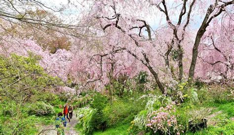 20 Best Kyoto Cherry Blossom Spots (Sakura Hanami Top Tips)