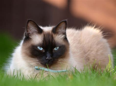 Seal Point Ragdoll Cats - Colorpoint, Mitted, Bicolor and lynx