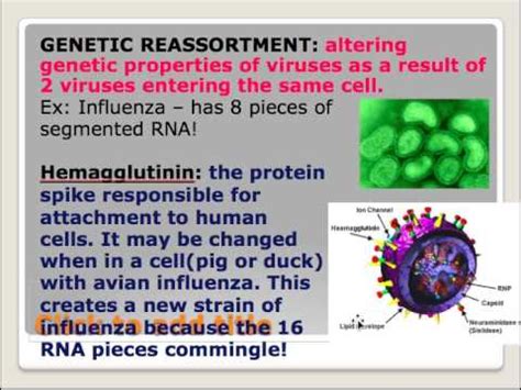 Genetic Reassortment & Other Particles Notes.mp4 - YouTube