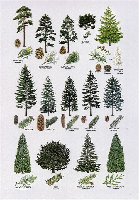 Best 25+ Coniferous trees ideas on Pinterest | Conifer trees, Tree identification and Tree arborist