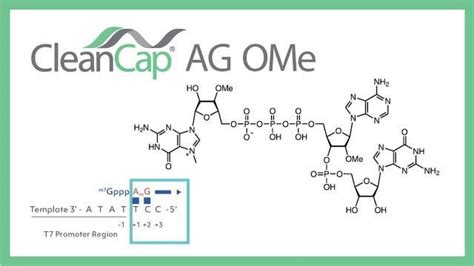 CleanCap® AG (3' OMe) Reagent: Next-Generation mRNA Capping Technology ...