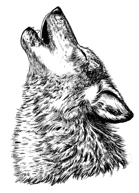 Howling Wolf Lineart Tattoo Design | The Best Porn Website