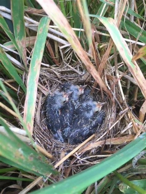 Red-winged blackbird nestlings go silent when predators are near