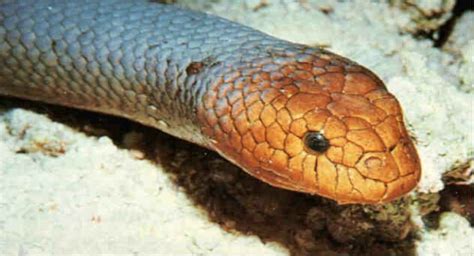 Rare sea snake spotted for the first time in 15 years | World Tech Today