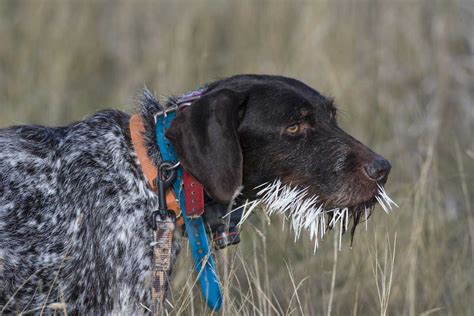 Dog Attacked By Porcupine: How to Remove Porcupine Quills From Dogs