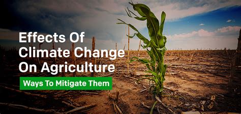 Sustainable Agriculture Mitigating Climate Change's Impact