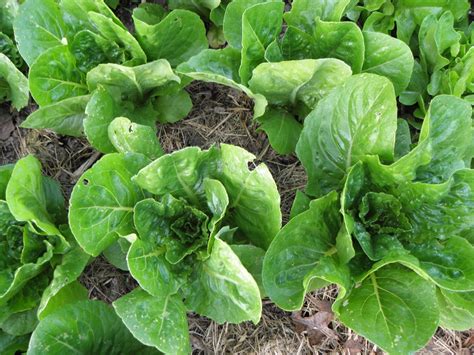 9 Best Lettuce Varieties for Hydroponics – Bountiful Gardener