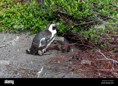 african penguin breeding and taking care of his baby, hide in a bush Stock Photo - Alamy