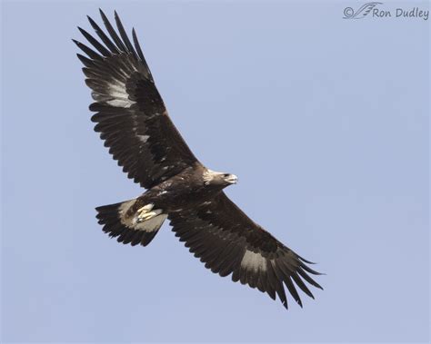 Juvenile Golden Eagle In Flight – Feathered Photography