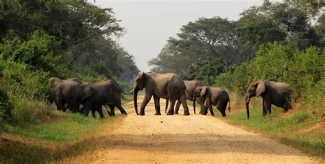 Uganda Wildlife Safari — Exclusive Uganda Safaris