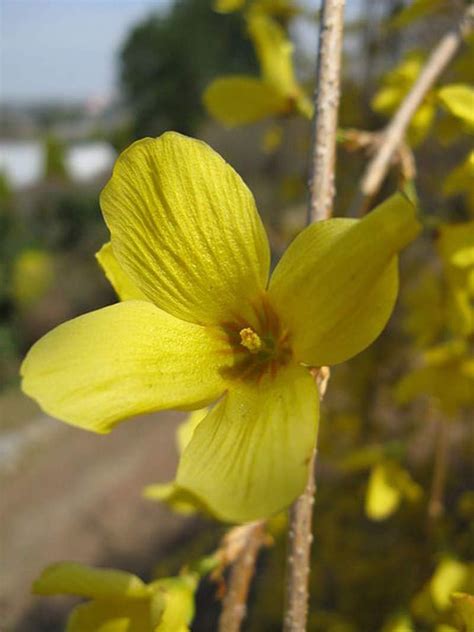 [最も欲しかった] forsythia suspensa 166606-Forsythia suspensa rhs - blogkabegamiakuwolu