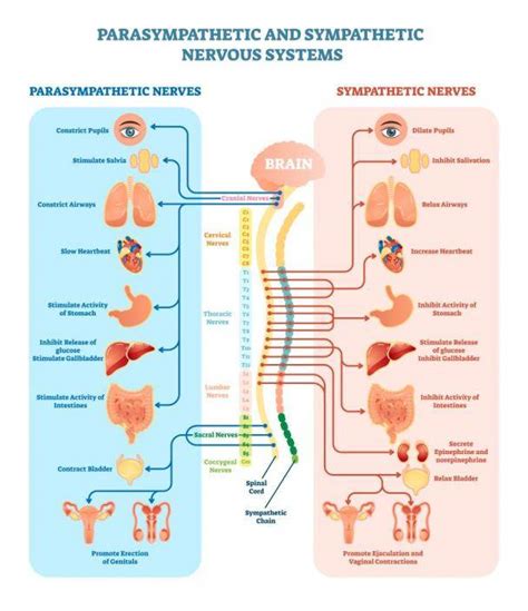 How to Activate the Parasympathetic Nervous System for Sleep