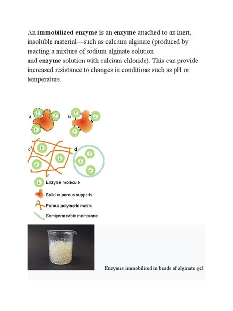 Immobilization of Enzymes | PDF | Applied And Interdisciplinary Physics | Biochemistry