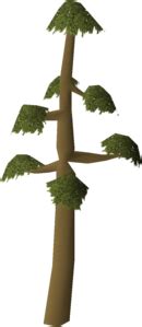 Yew tree (Farming) - OSRS Wiki