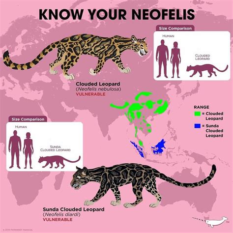 Know Your Clouded Leopards | Clouded leopard, Endangered animals, Zoo animals