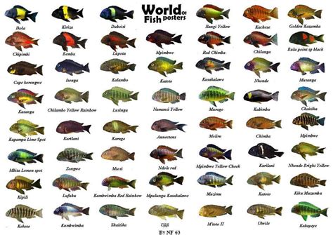 #irantropheus #tropheus cichlid#moorii#tanganikafishlover Name&Appearance Found online نام و شکل ...