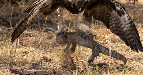 Martial Eagle - Australian Photography