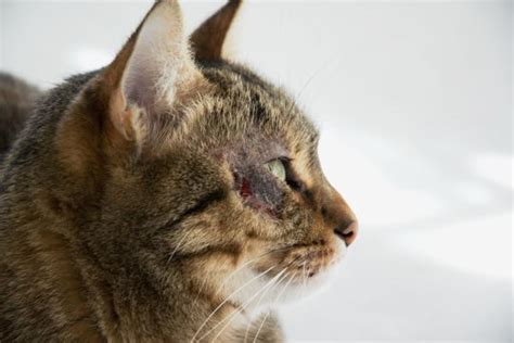 Miliary Dermatitis in Cats - Causes, Symptoms and Care