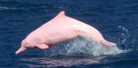 10 Interesting the Pink River Dolphin Facts | My Interesting Facts