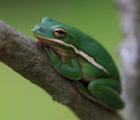 American Green Tree Frog - Untamed Science