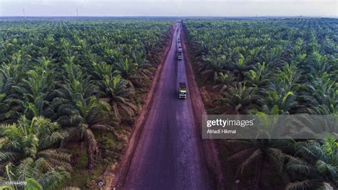 Palm Oil Plantation High-Res Stock Photo - Getty Images