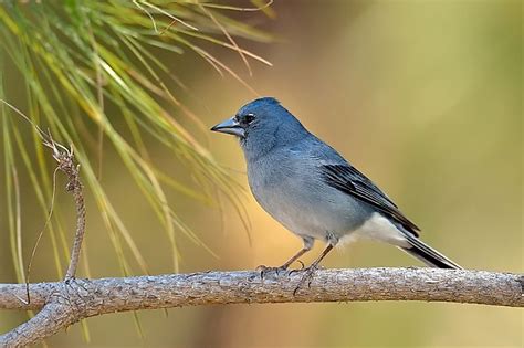 The Unique Animals Of The Canary Islands - WorldAtlas.com