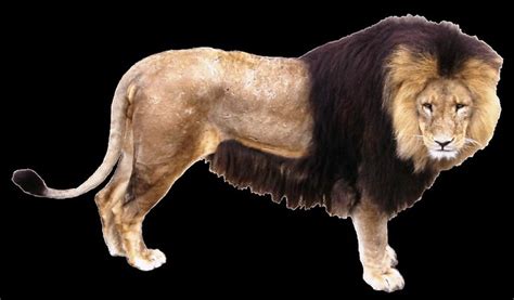Lion clipart, lge | Flickr - Photo Sharing!