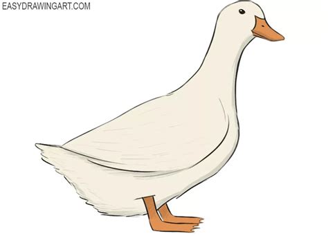 How to Draw a Duck - Easy Drawing Art