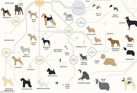 The family tree of DOGS: Infographic reveals how every breed is related | Daily Mail Online