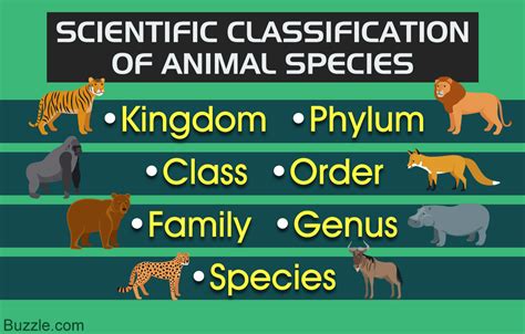 What Is A Dogs Kingdom Phylum Class Order Family Genus And Species