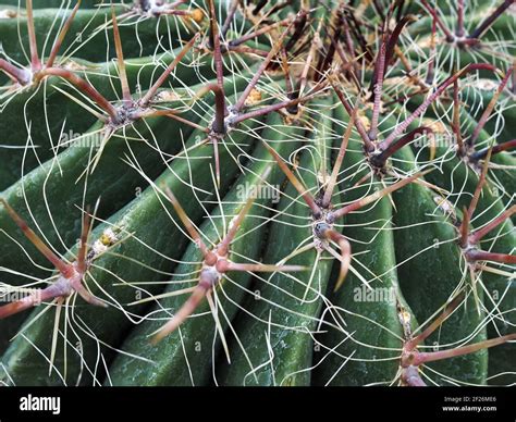 Candy Barrel Cactus (Ferocactus wislizeni Stock Photo - Alamy