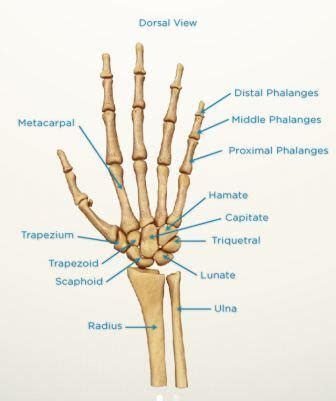 Distal radius fractures - Melbourne Hand Surgery