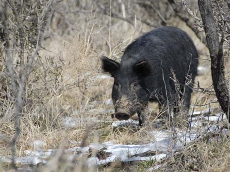 Hog and Pig Hunts in North Texas