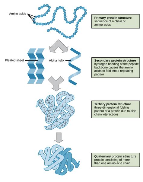 Pictures Of Protein Structure