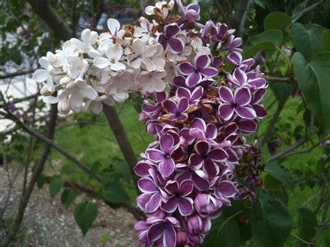 Her ‘Sensation’ lilac looks different this year. Enjoy! - Indiana Yard and Garden - Purdue ...