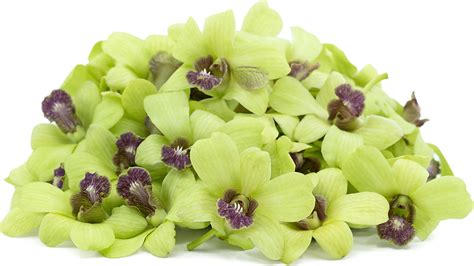 Jade Green Orchids Information and Facts