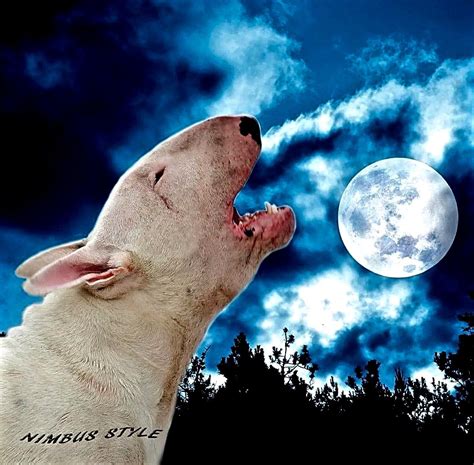 Tonite I'll Be Howling At The Moon.... Beautiful Dogs, Animals ...