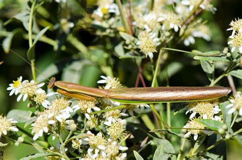 Urban Wildlife Guide: Chinese Mantis