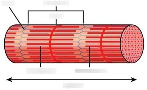 Sarcomere Diagram | Quizlet