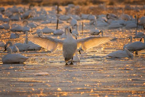 Tundra Swan | Audubon Field Guide