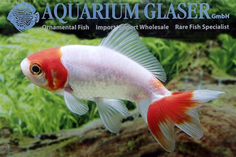 Wakin goldfish Hoe Kim - Aquarium Glaser GmbH