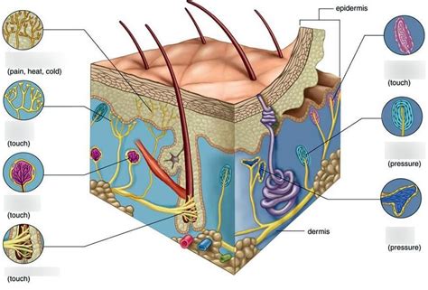 Sensory receptors of skin Diagram | Quizlet