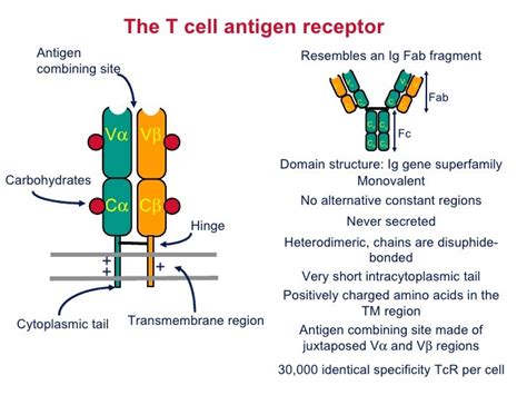 T Cell Antigen Receptor