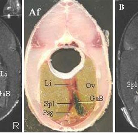 (PDF) Internal Anatomy of Common Carp (Cyprinus carpio) as Revealed by ...